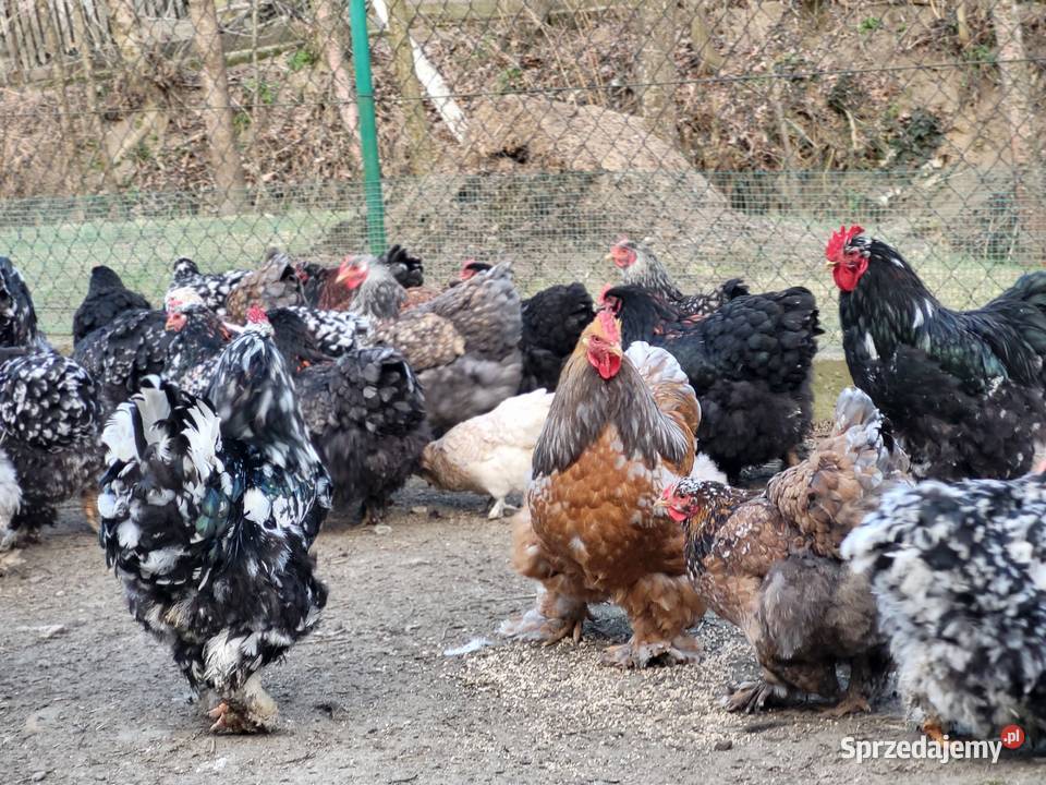 Jaja lęgowe Kochin Olbrzymi Kramarzówka sprzedam