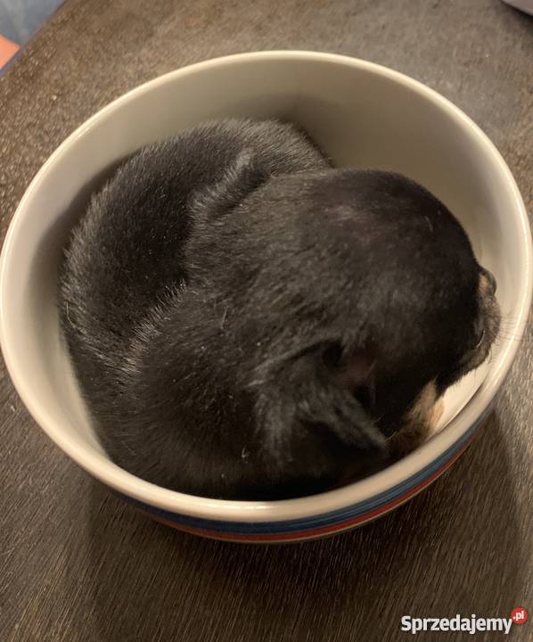 Super Mini CHIHUAHUA SUNIA z metryką waga mazowieckie sprzedam