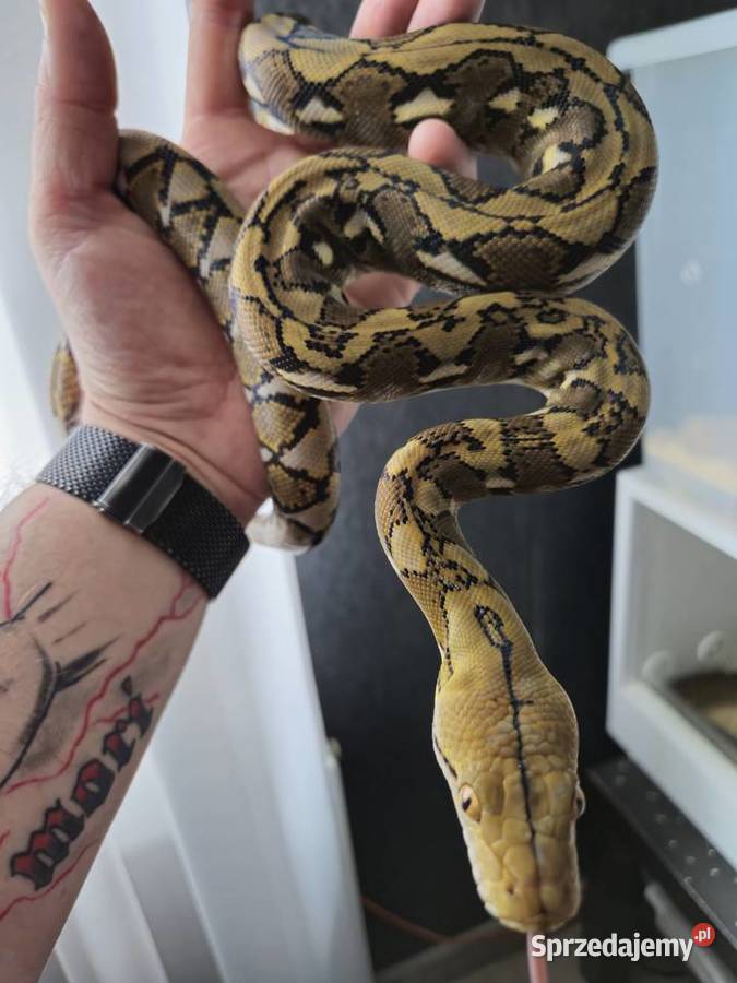 Pyton Siatkowy Samiec Radlin