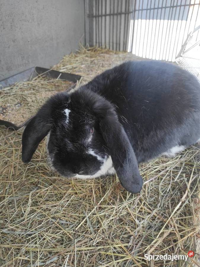 Króliki hodowlane samice Rzgów