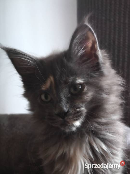 Maine Conn Betina Poręby