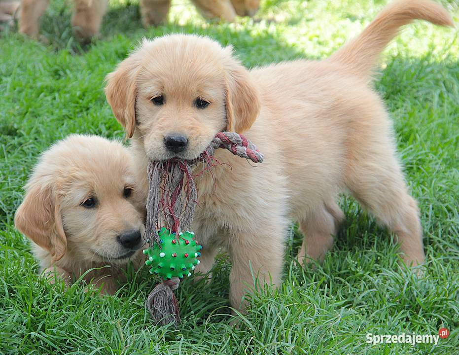 Chłopczyk linii Amerykański Golden Retriever Kędzierzyn-Koźle
