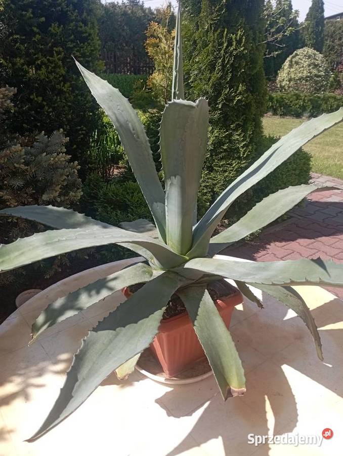 Agawy Zebrzydowice