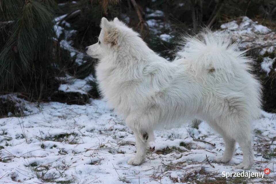 Cudny Szpic niemiecki Bielsko-Biała