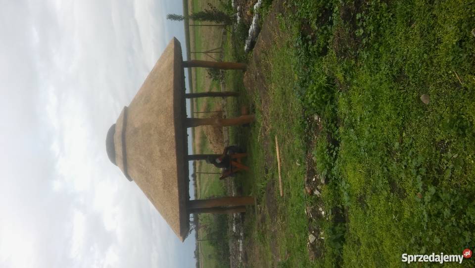 Dachy trzcinowe trzcina remont renowacja starych Stogi