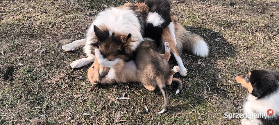 Szczenięta Owczarek szkocki lubelskie Łuków sprzedam