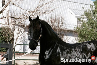 Koń fryzyjski piękna klacz Machcino