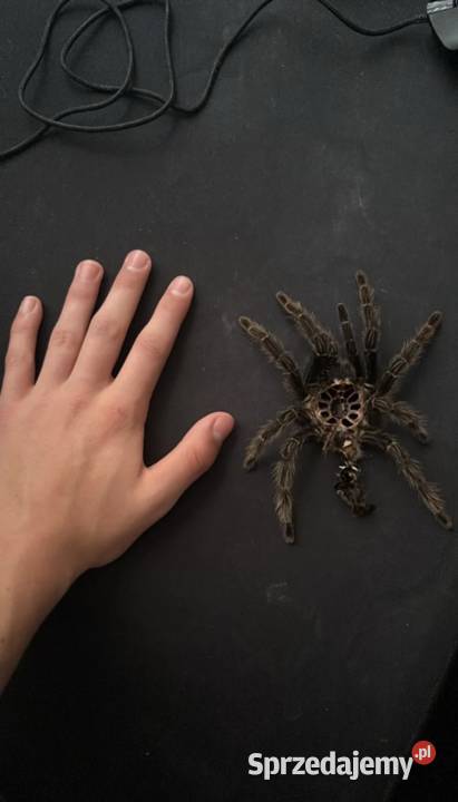 Ptasznik lasiodora parahybana dorosła samica Reda