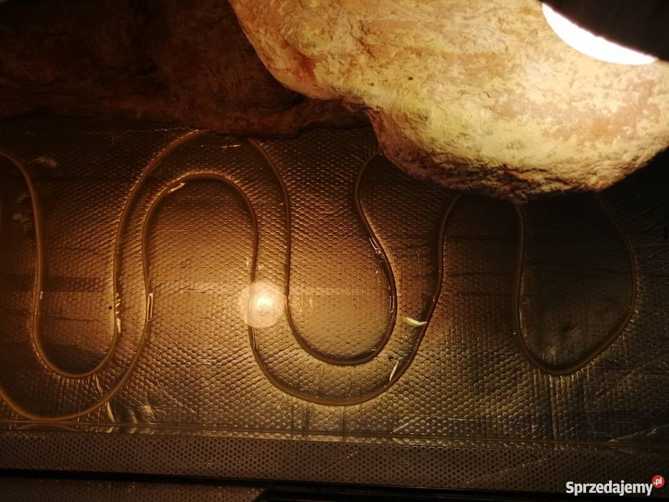 Terrarium pustynne w pełni wyposażone Poznań