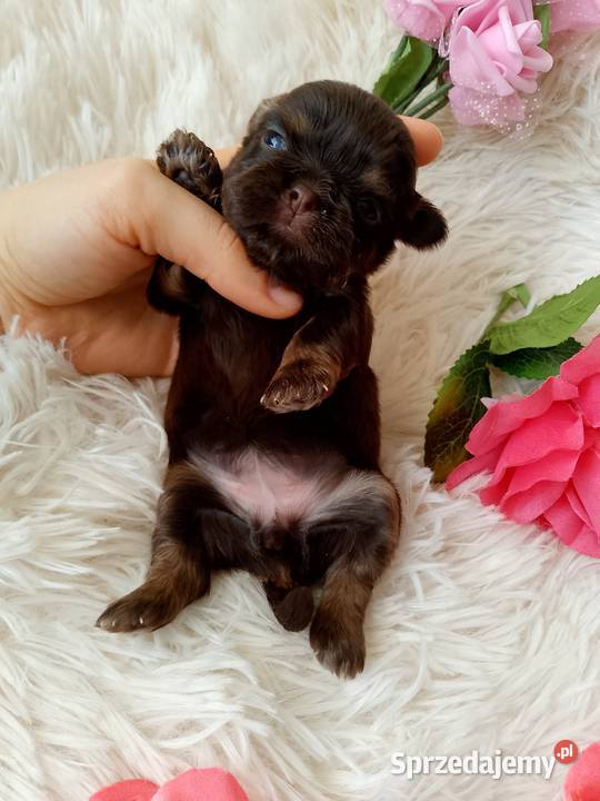 Czekoladowa suczka rasy ShihTzu szuka domku opolskie Namysłów