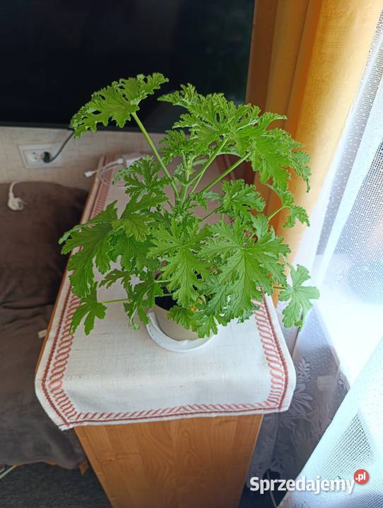 Aloes geranium anginka cytrynowiec