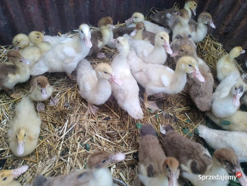 Kaczki piżmowe 7 tygodniowe lubelskie sprzedam