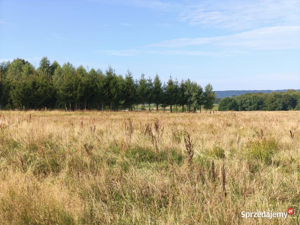 Z dala spojrzeń sąsiadów 3001m2 Sprzedaż Chocielewko