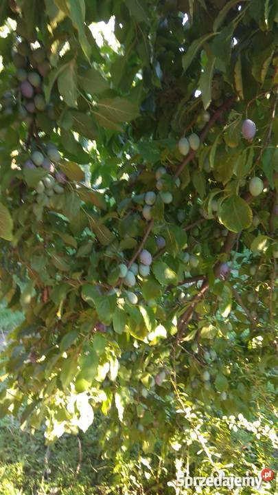 Działka Rod Factory annopol Warszawa