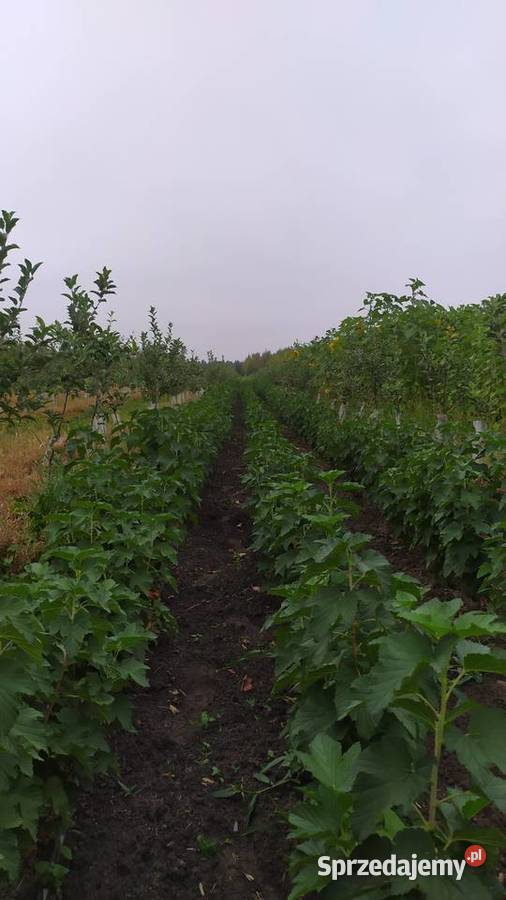 Piękne Krzaki Porzeczki Czarnej Owocna i Smaczna Owocowe Chynów