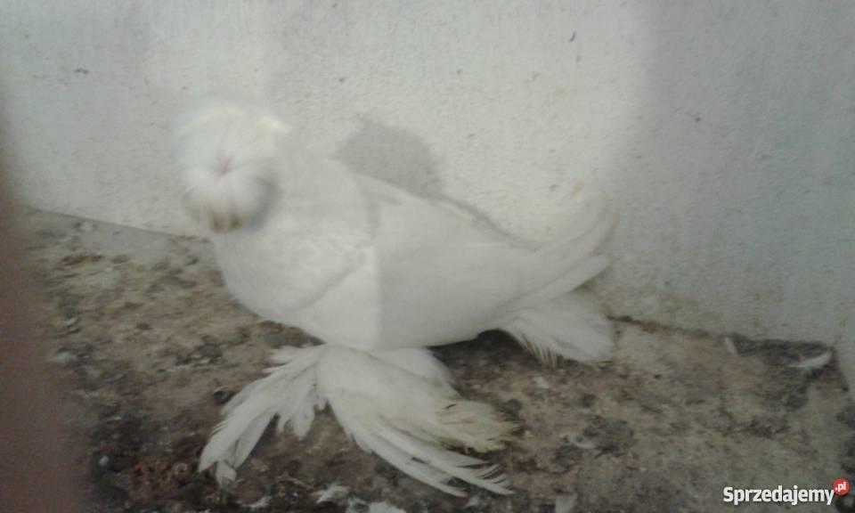 Turkot bucharski mazowieckie Mogielnica sprzedam