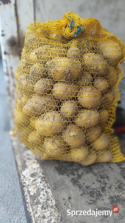 Sprzedam ziemniaki colomba Rośliny okopowe sprzedam