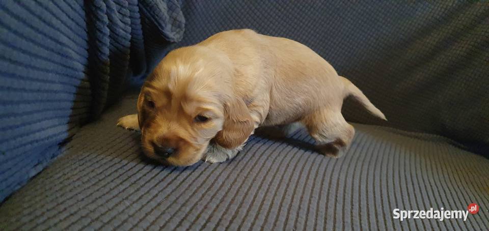 Cocker Spaniel Angielski suczka Radom
