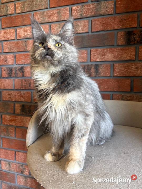Kotka Maine Coon Inez Szembruk