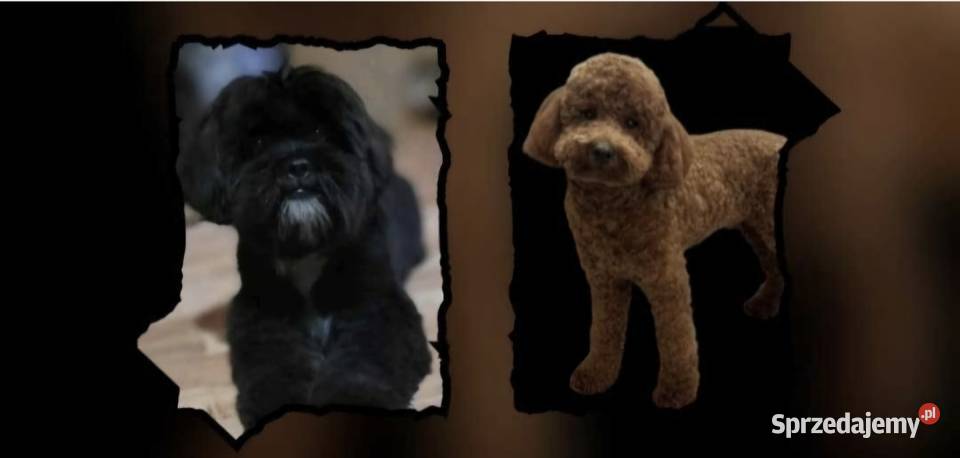 Shihpoo piesek Shihtzu Pudel toy miniatura