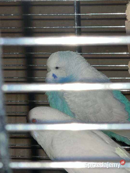 Sprzedam samice bażanta złotego zachodniopomorskie