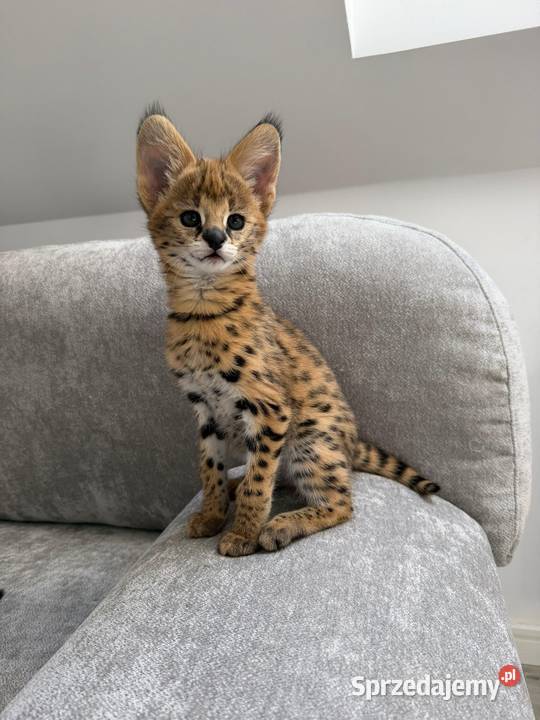 Serwal afrykański sawannowy serval ręcznie Bochnia