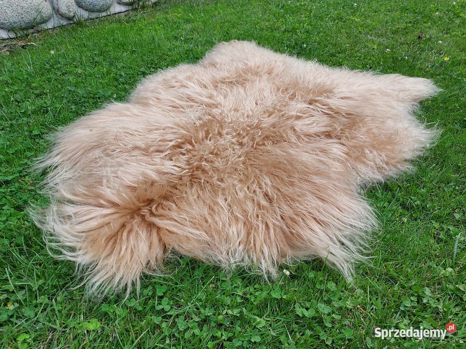 Owcza Skóra Naturalna Kremowa Długi Kręocny Włos Szaflary