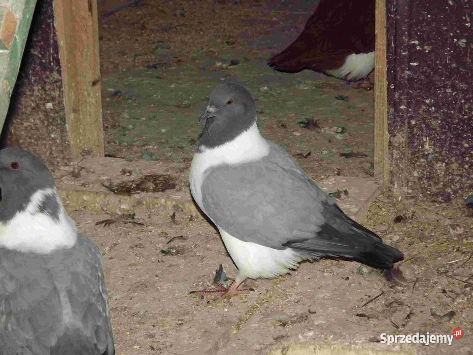 sprzedam gołebie Podborze