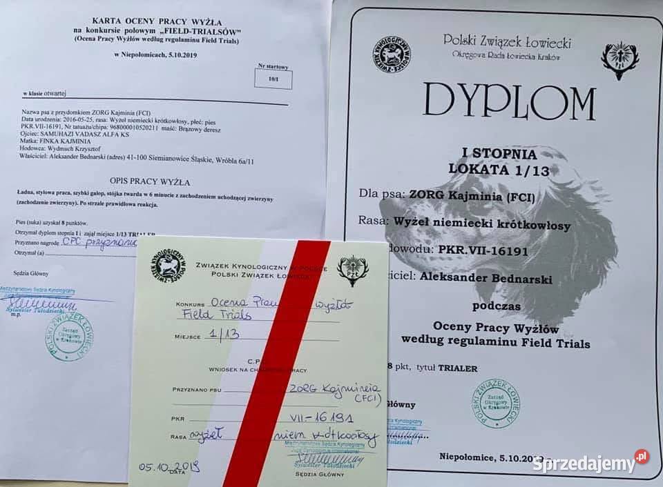 Wyżeł niemiecki krótkowłosy szczenię ZKwP FCI Kraśnik
