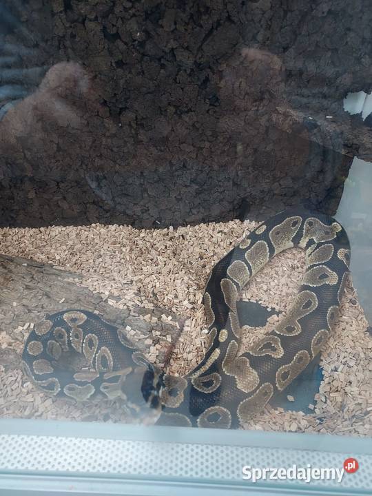Pyton królewski CLASSIC Bochnia sprzedam