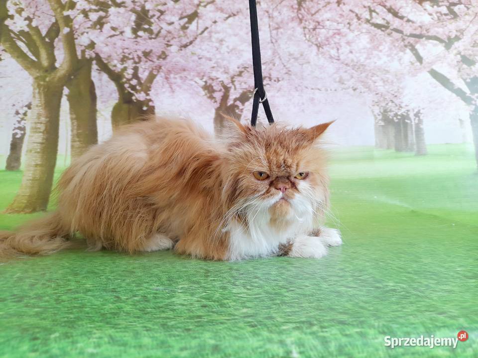 LASSIE salon pielęgnacji psa i kot psi fryzjer podkarpackie Łańcut