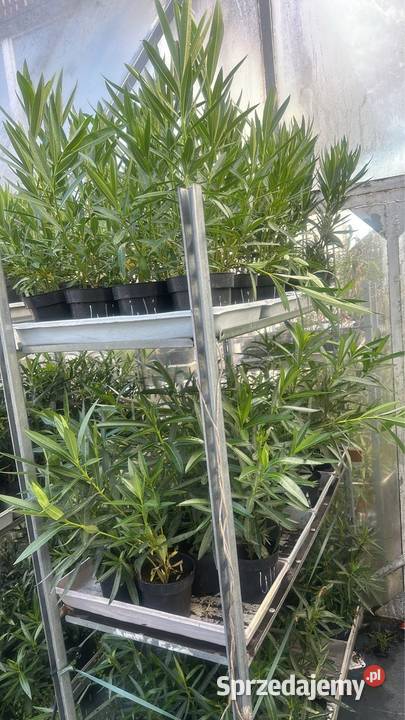 Sadzonki oleander Skawina