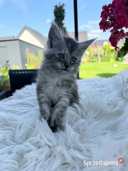 Asa koteczka Maine Coon Nowa Wieś Lęborska
