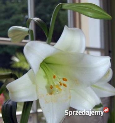 Cebulki kwiatowe Lilia WHITE HEAVEN Kielce