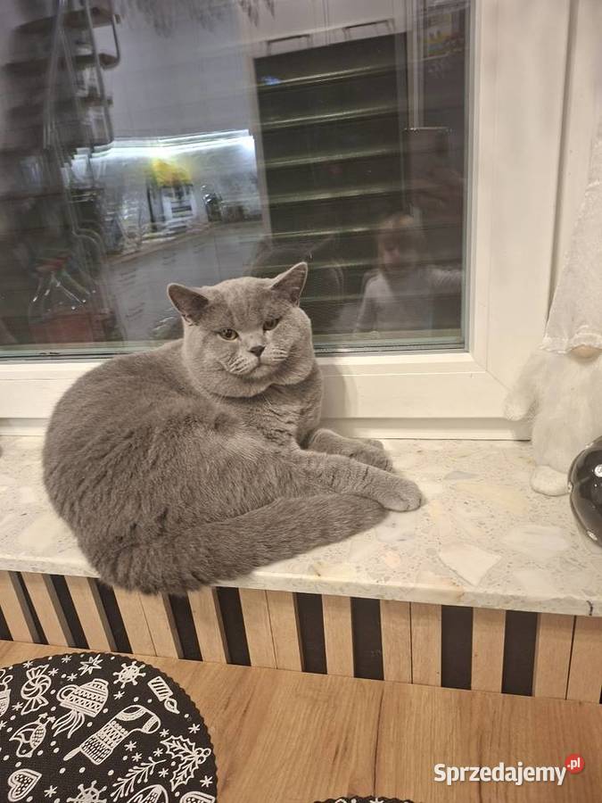 Kot brytyjski Chróścin sprzedam