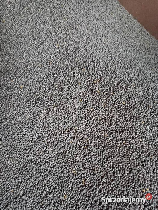 Sprzedam Łubin Borowy Młyn