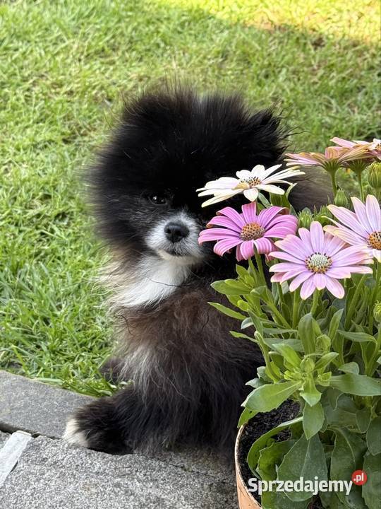 Szpic pomeranian Karl