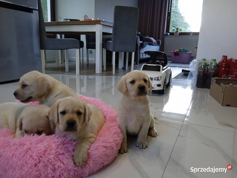 Labrador Labrador mazowieckie Milejowice