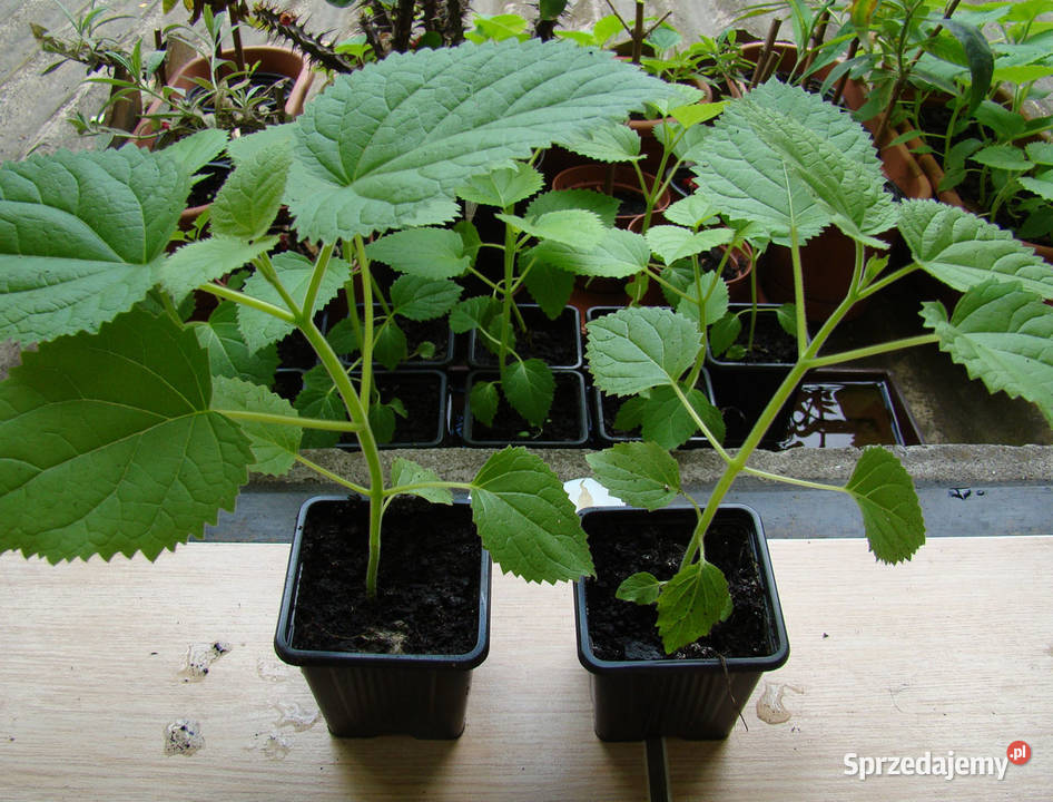 Paulownia sadzonki x2 Cesarskie drzewko Super