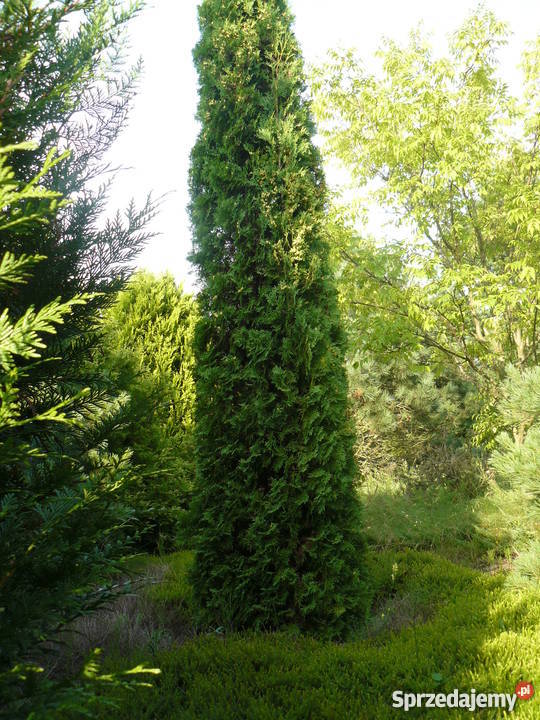 Tuja kolumnowa Malonyana sadzonka 160 z gruntu Dolistowo Stare