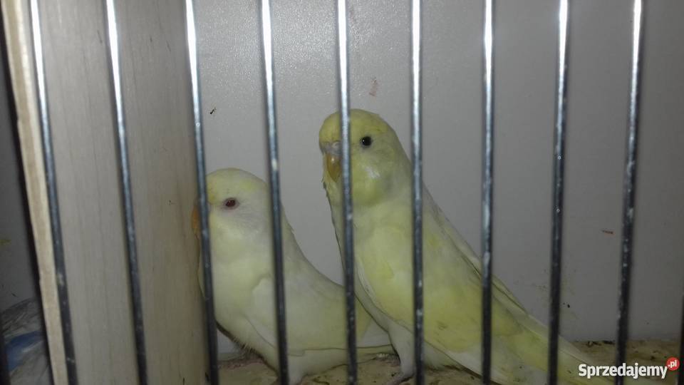 Papugi Faliste żółte białe i cremino Osieck