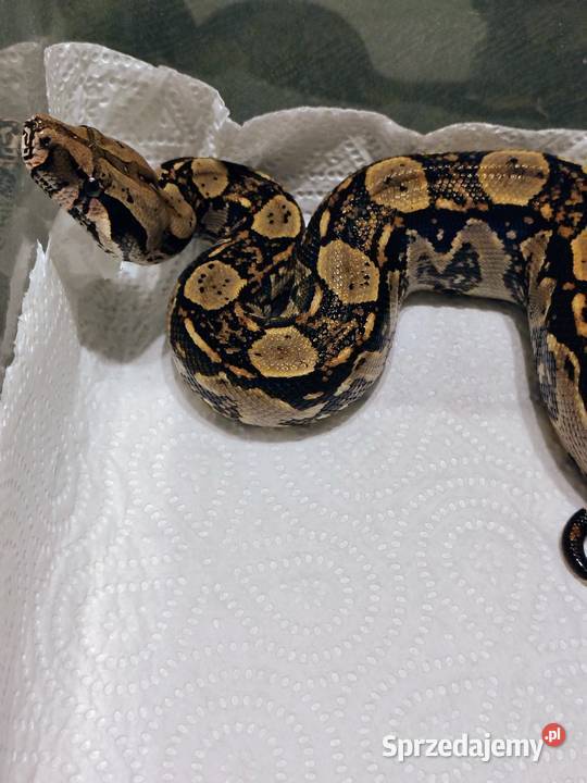 Boa Imperator Samica Tychy