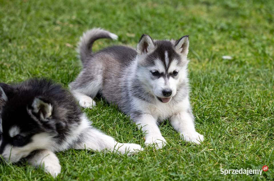 Piękna Sunia jasnoszara Siberian Husky szczenię Wola Zarczycka