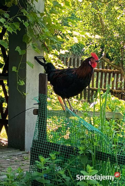 Sprzedam młode koguty warmińsko-mazurskie Nowe Miasto Lubawskie