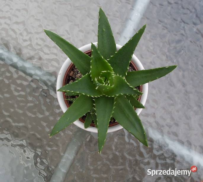 Aloes sukulent kaktus młody Dekoracje i ozdoby Poznań