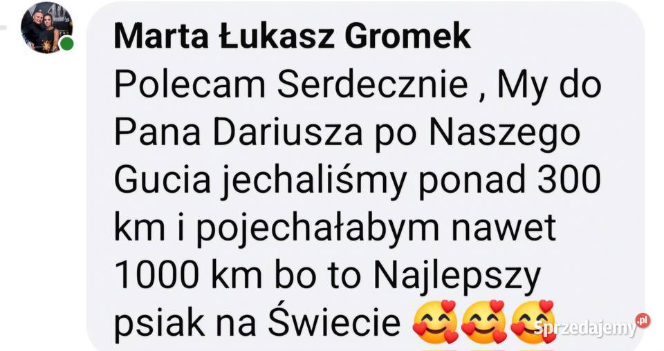 Śliczne pieski Maltańczyk Maltańczyki Poręba sprzedam