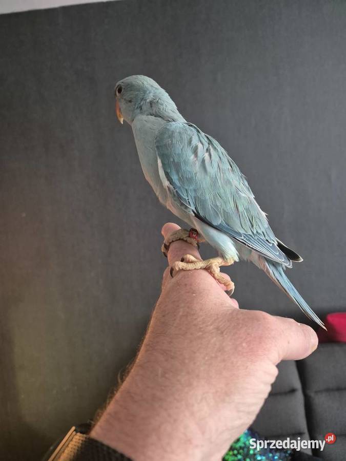 Aleksandretta Obrożna Ręcznie Karmiona Radlin