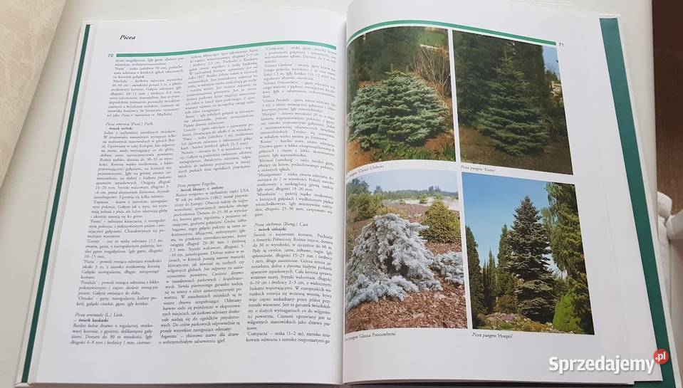 Leksykon iglaków Zdenek Osvald lubuskie