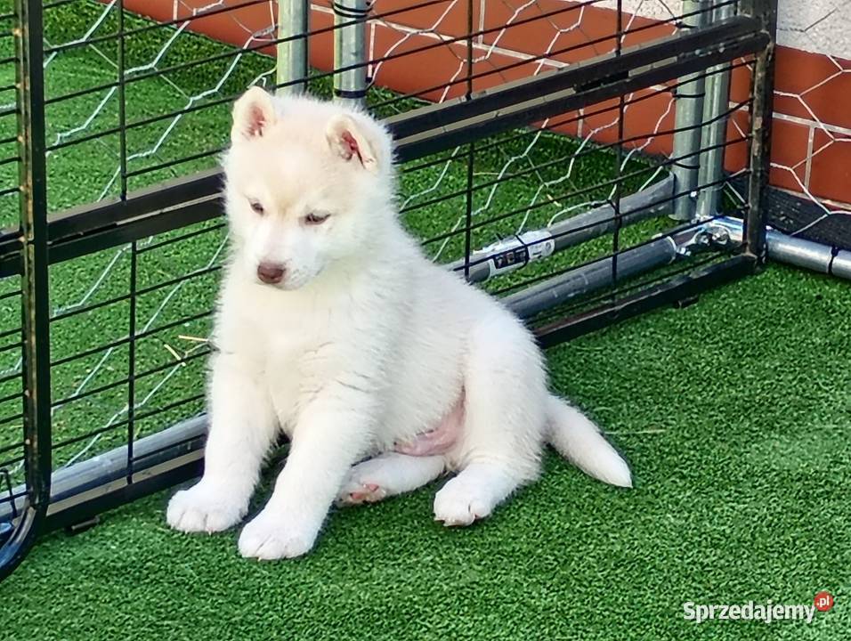 Siberian husky boy Racibórz sprzedam