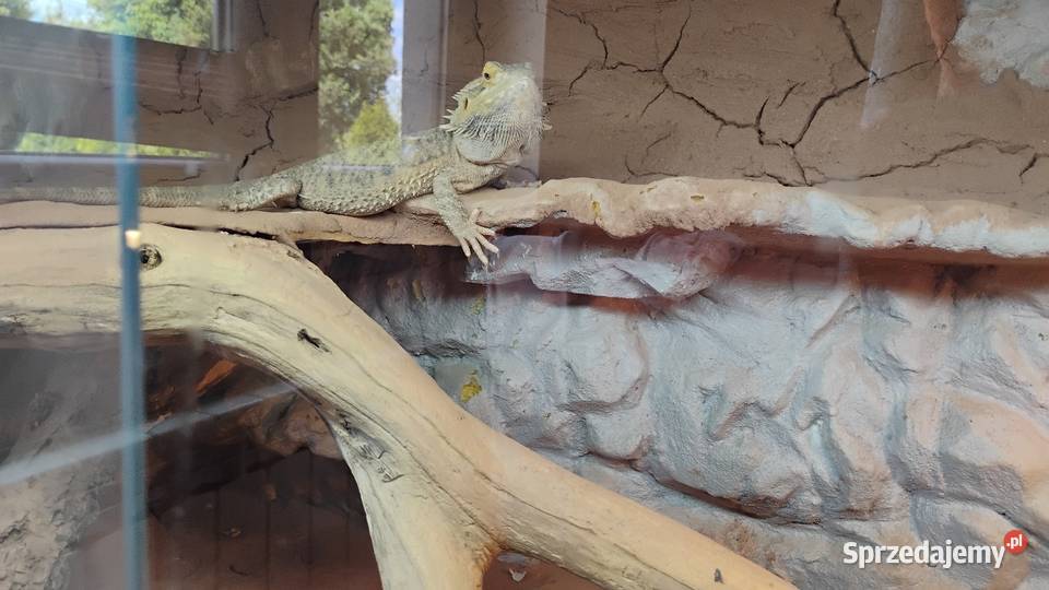 Agama brodata z terrarium Lednica Górna